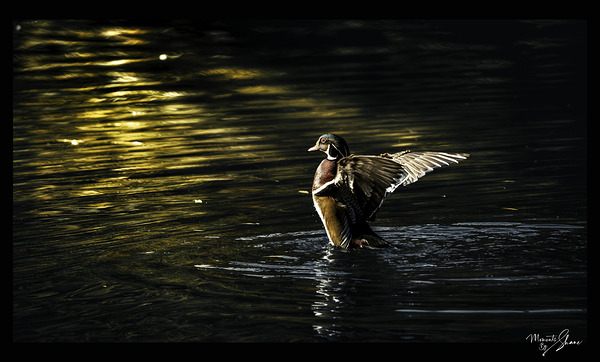 Morning Stretch by Moments By Shane