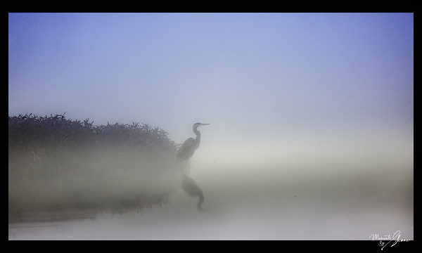 Patient Digital Download