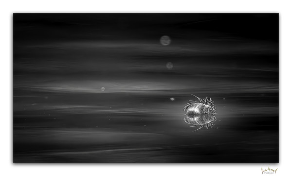 Delicate Reflection
