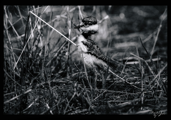 Cloaking Killdeer Print