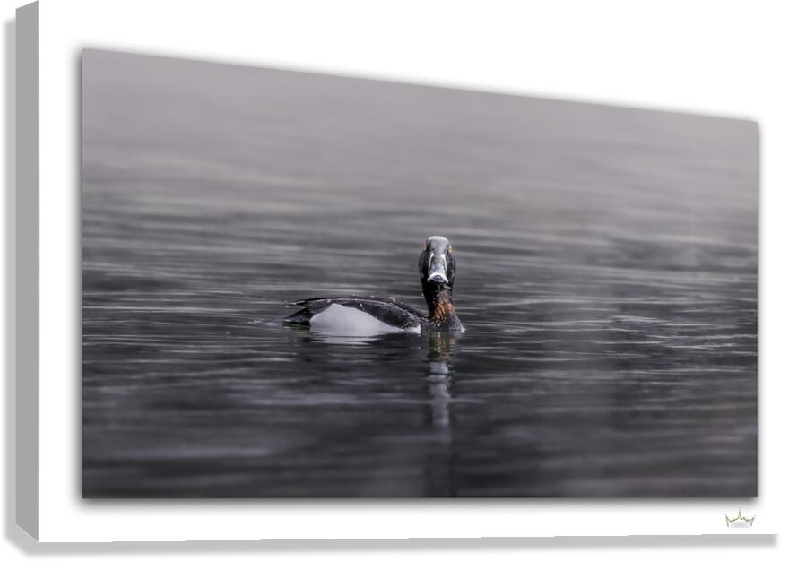 Mistery of the Ringneck Duck  Canvas Print