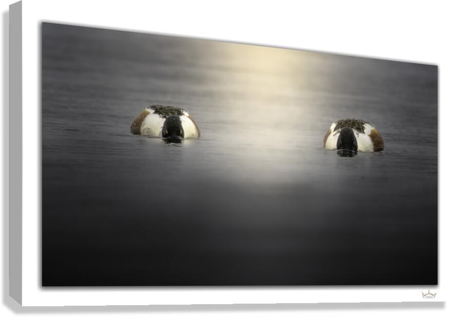 Shoveler Brothers  Canvas Print