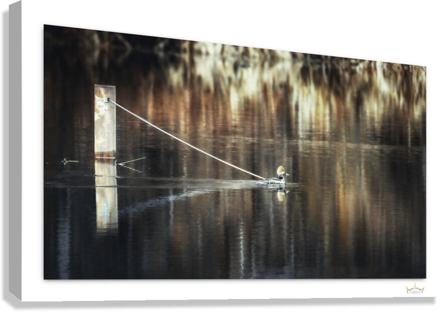 Muted Merganzer  Canvas Print
