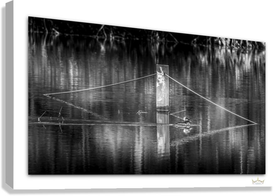 Contrasting Merganzer  Canvas Print