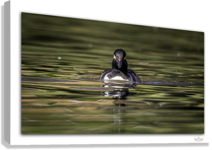 Merganser Portrait  Canvas Print