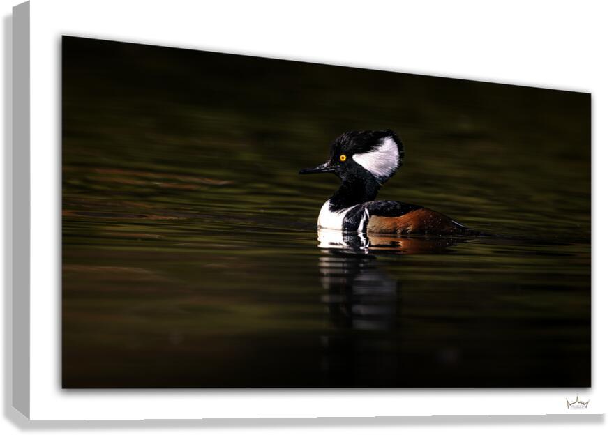 Merganser Profile  Canvas Print