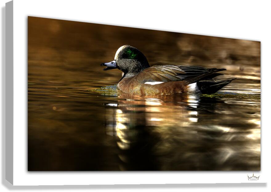 Wigeon Chat  Canvas Print