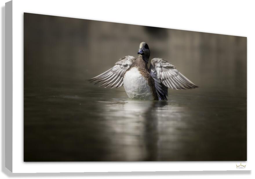 A Wigeon Gets His Wings  Canvas Print