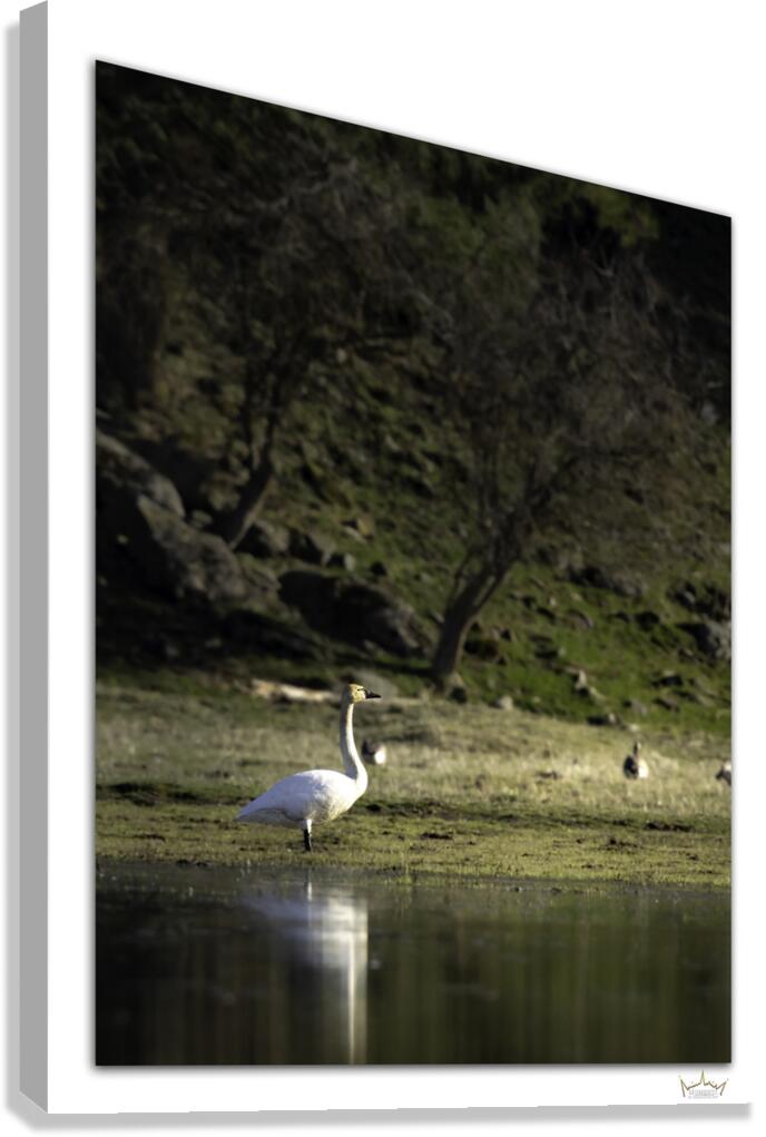 Swan Sunset  Canvas Print