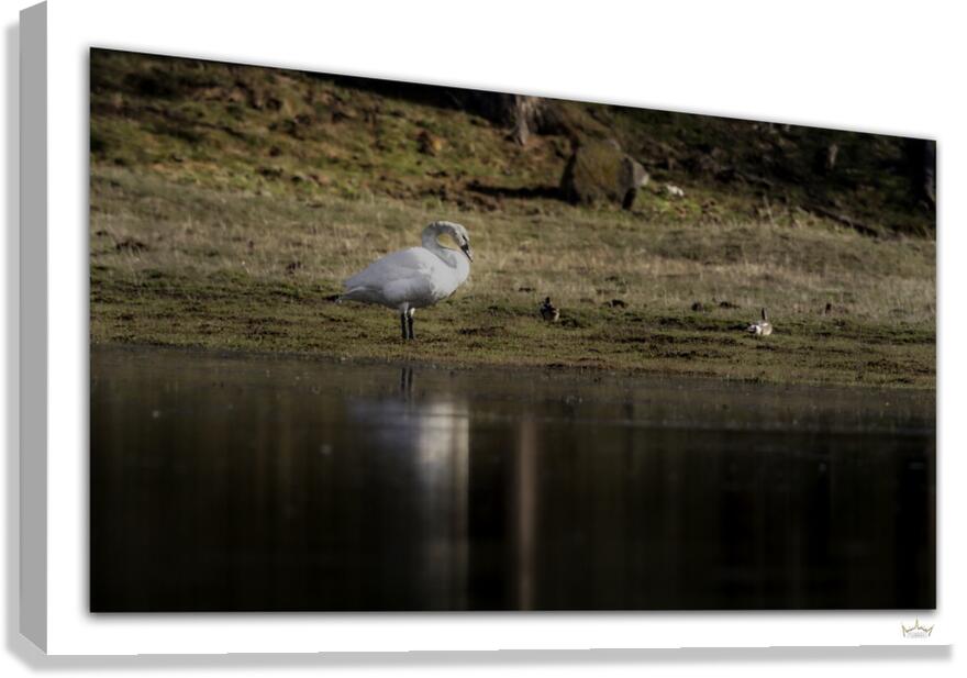 Swan  Canvas Print
