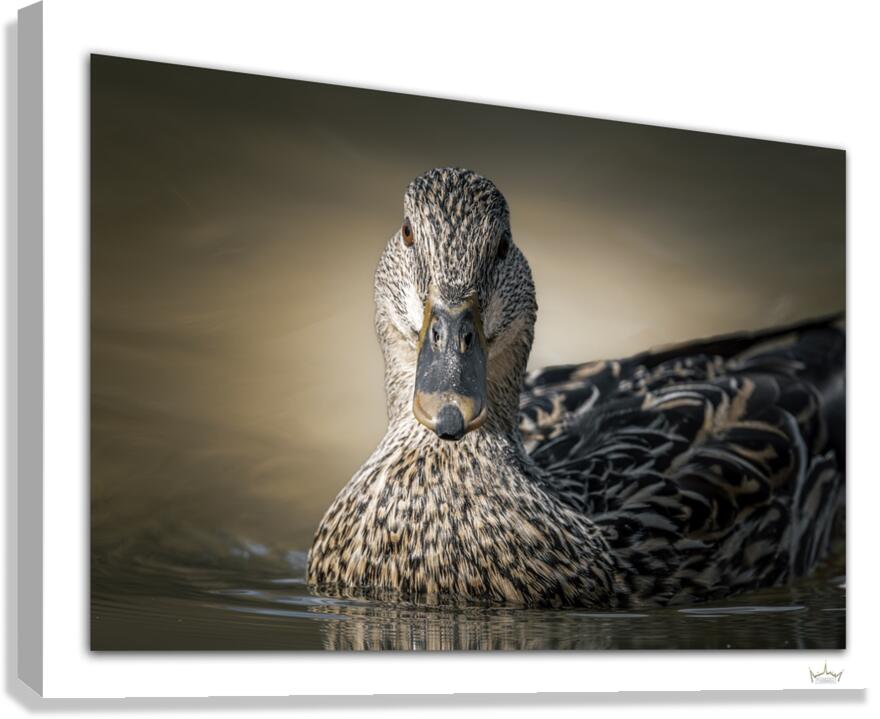 Hot Hen  Canvas Print