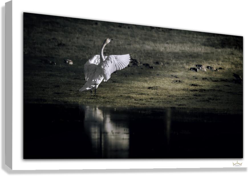 Swan Salute  Canvas Print