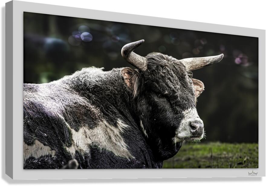 No Bull  Canvas Print