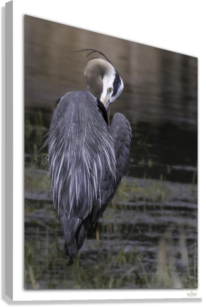 Preening Great Blue  Canvas Print