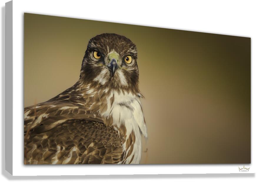 Stare Down  Canvas Print