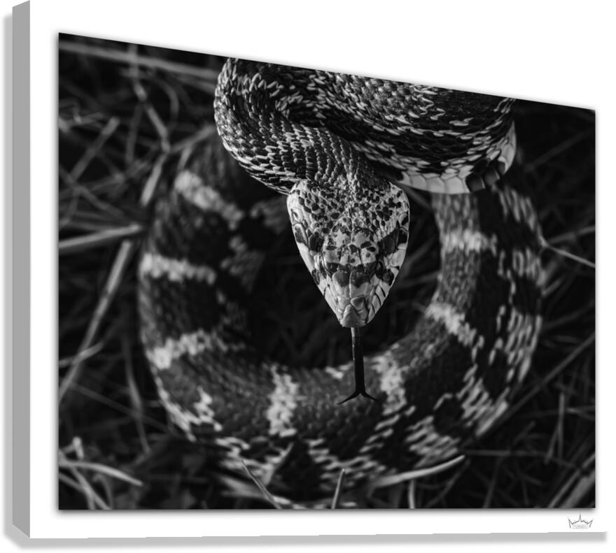 Ready to Strike  Canvas Print