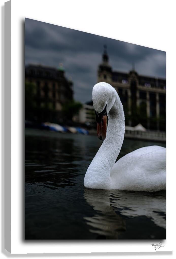 Coy Swiss Swan  Canvas Print