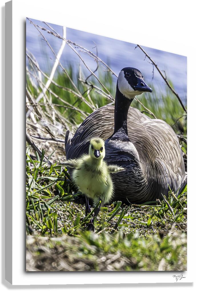  Look at me Ma  Canvas Print