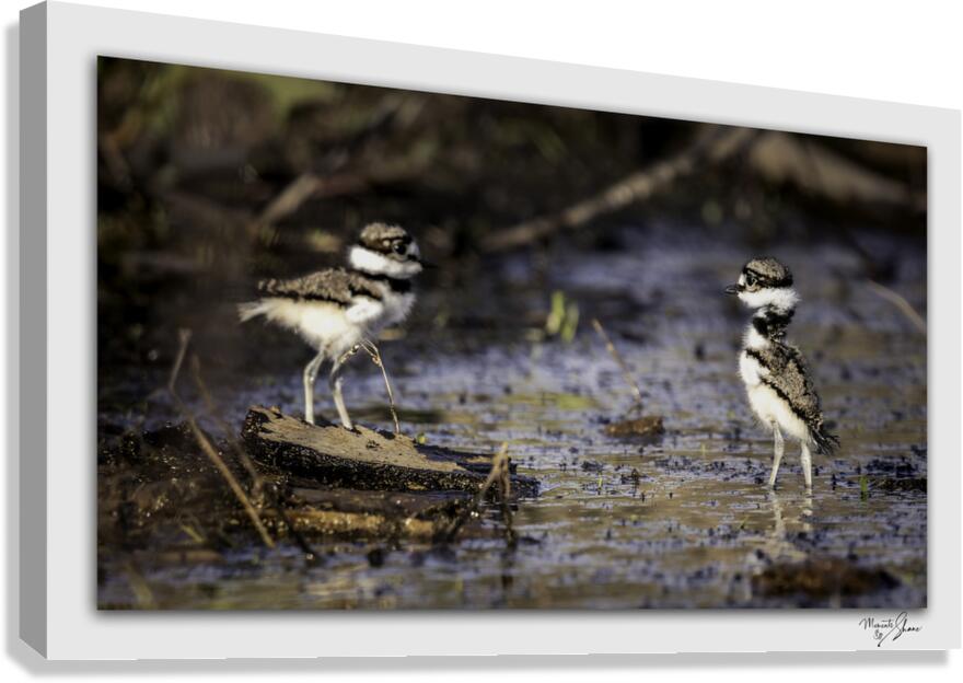 Baby Killdeers in the Wetlands  Canvas Print