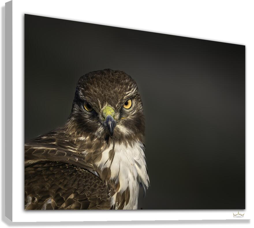 A Red Gaze  Canvas Print