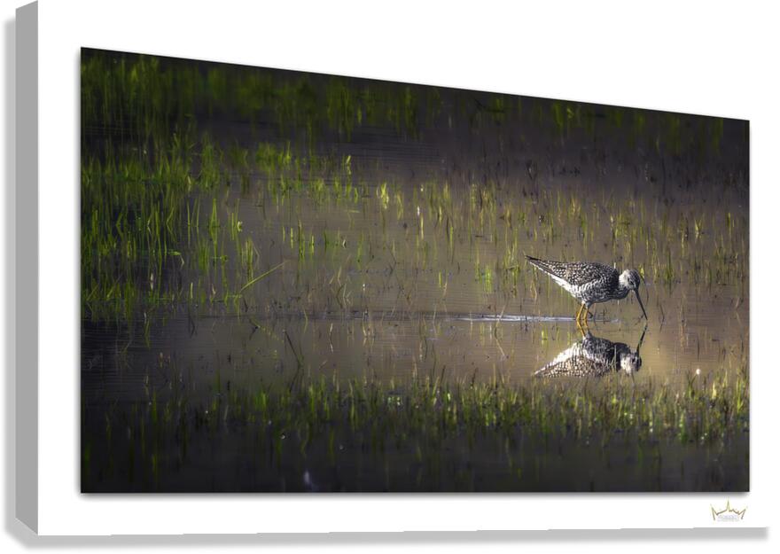 Grassland Reflection  Canvas Print