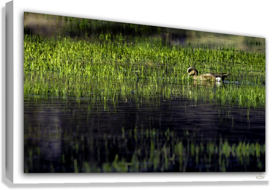 Early Morning Wigeon  Canvas Print