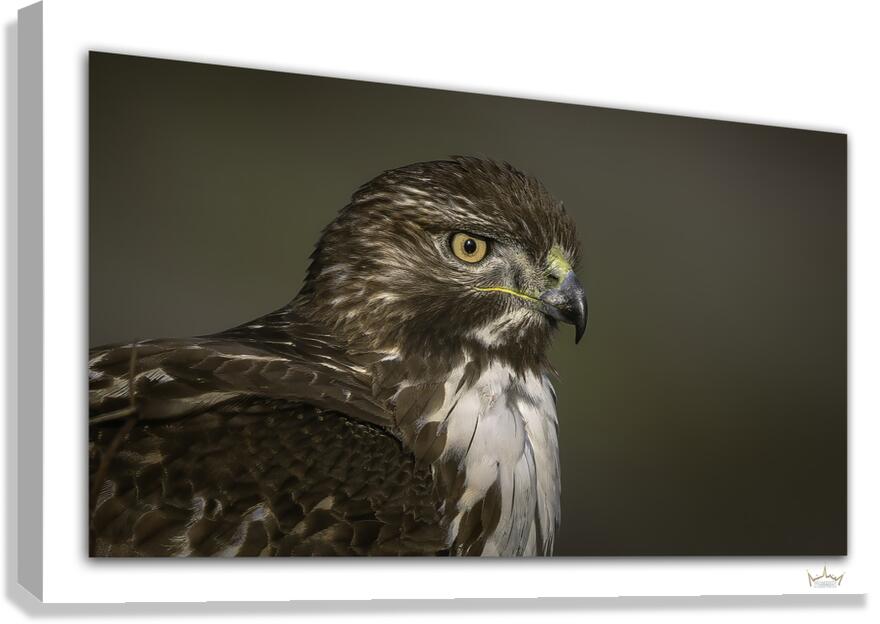 Young Gaze  Canvas Print