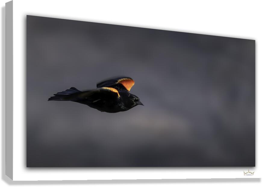 Storm n Red Wing  Canvas Print