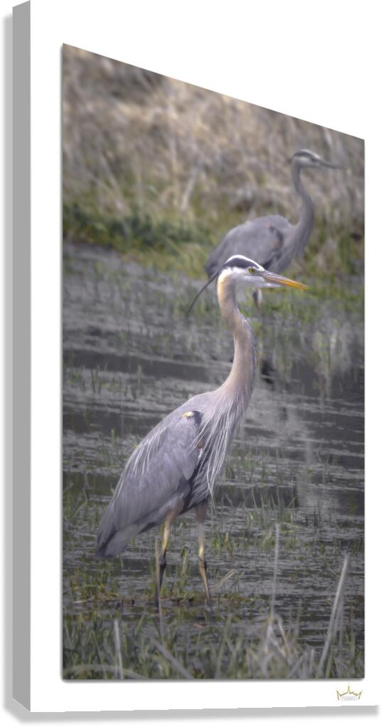 Great Blue Formation  Canvas Print