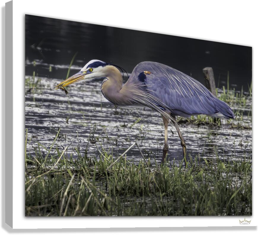Snacking Great Blue  Canvas Print