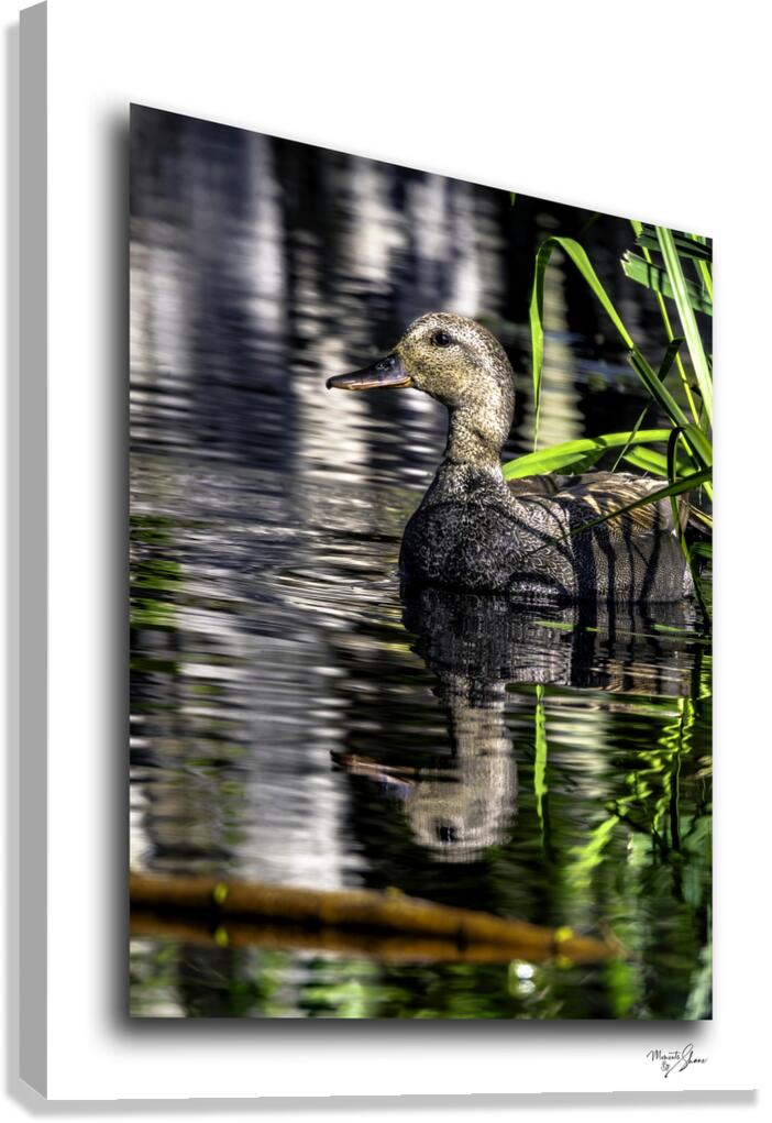 Gadwall in the Reeds  Canvas Print
