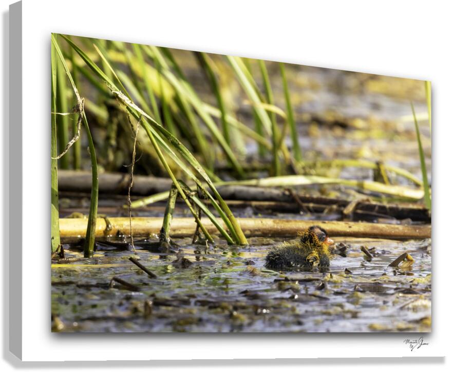 Small Beginnings  Canvas Print