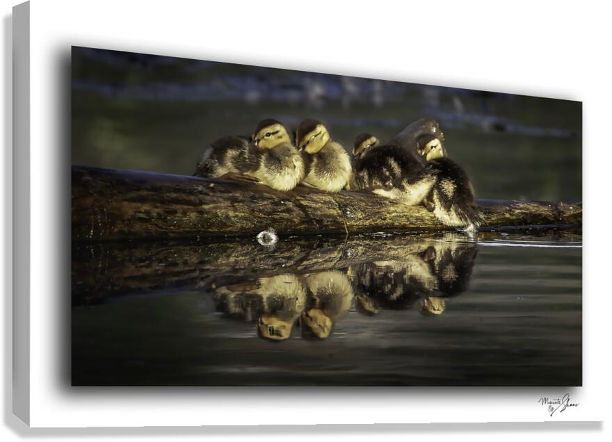 Sleepy Ducklings  Canvas Print
