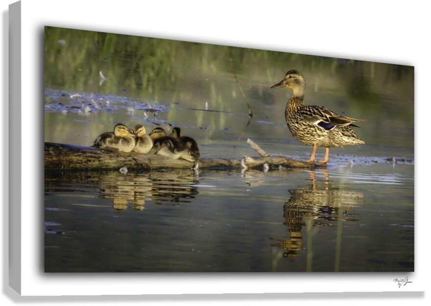 Watchful Momma  Canvas Print