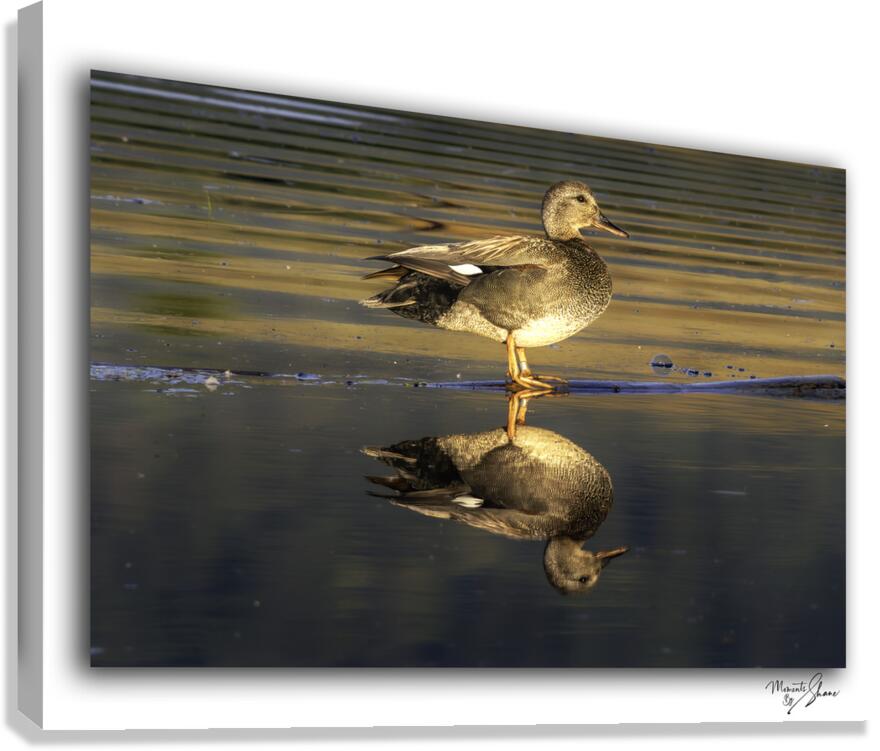 The Golden Gadwall  Canvas Print