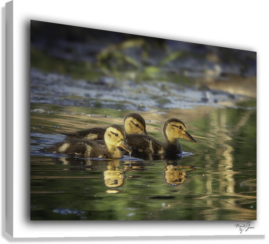 Sibling Ducklings  Canvas Print