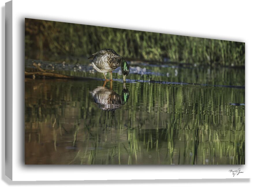 Sipping Mallard Drake  Canvas Print
