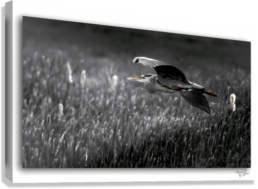 A Gentle Glide  Canvas Print