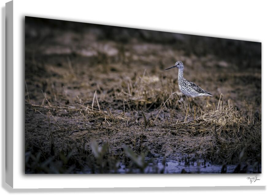 Greater Yellow Leg 1 Canvas Print