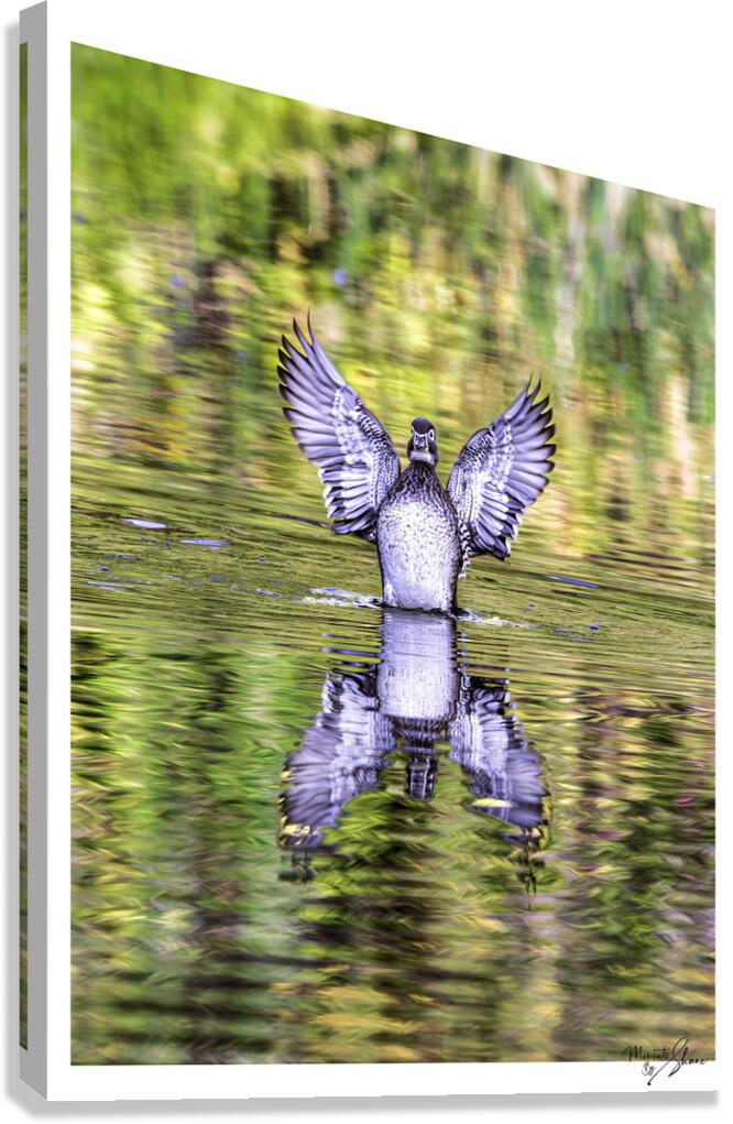 Wood Duck Hen Spread Canvas Print