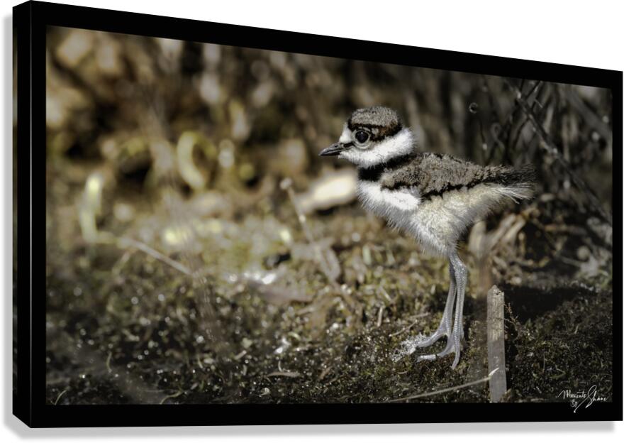 Blending to Survive Canvas Print