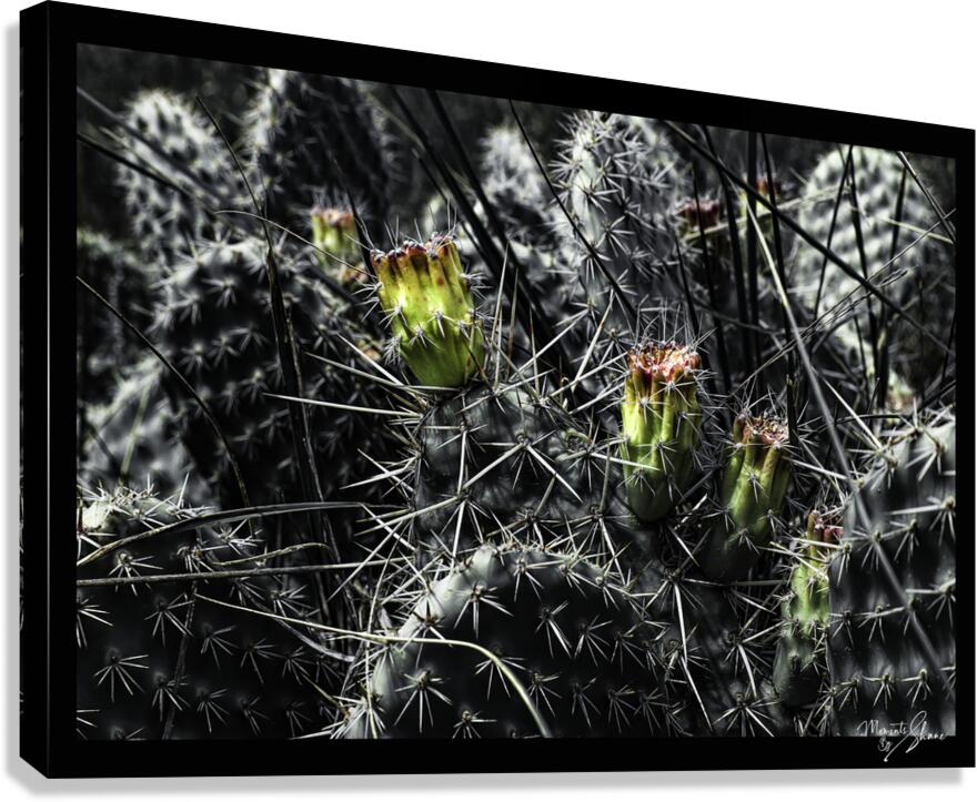 Protected Blossoms Canvas Print