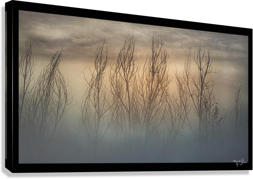 Moody Morning Backlight Canvas Print
