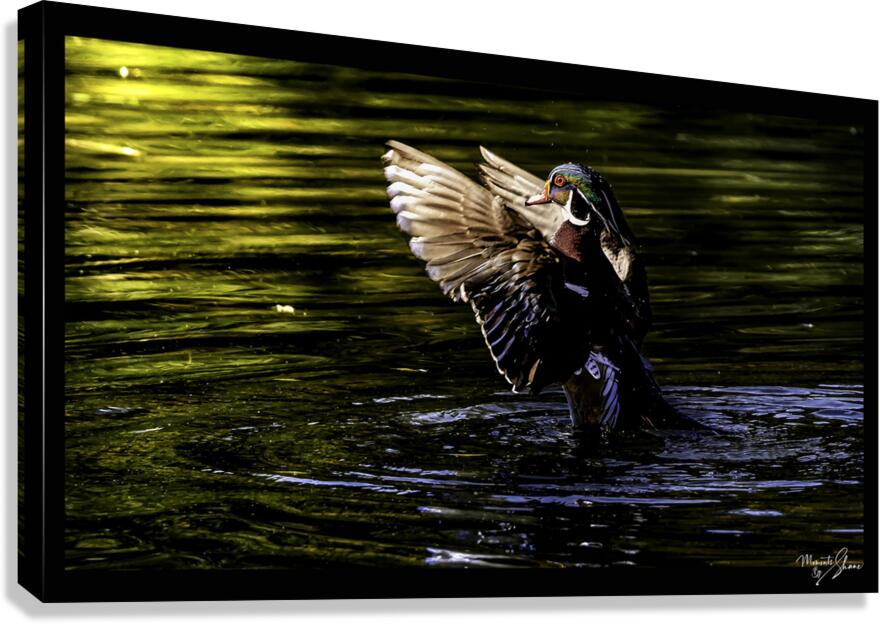 Morning Wood Duck Canvas Print