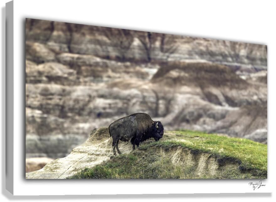 Badlands Buffalo Canvas Print