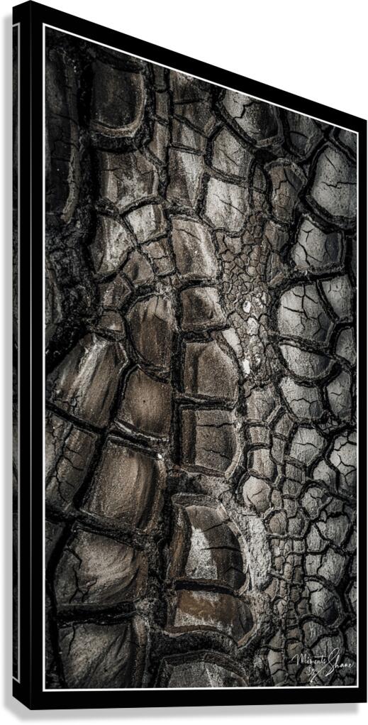 Drought after the Rain Canvas Print