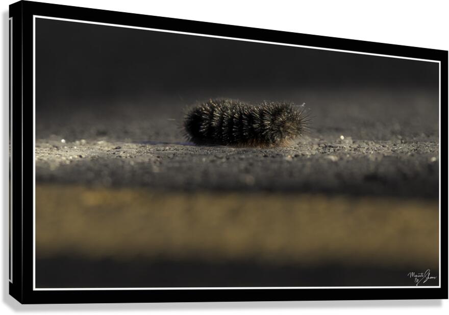 Catepillar Crossing Canvas Print