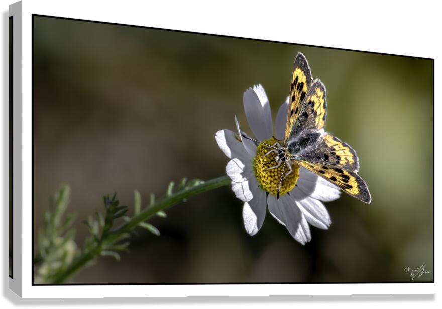 Daisy Supper Canvas Print