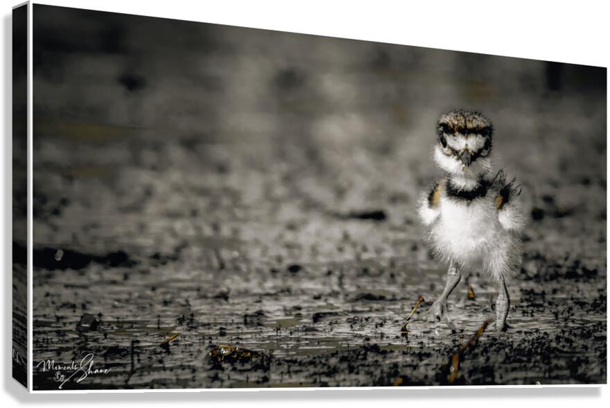 Born Confidence Canvas Print