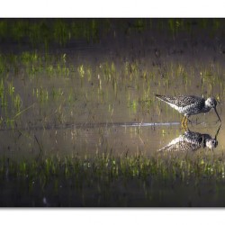 Grassland Reflection